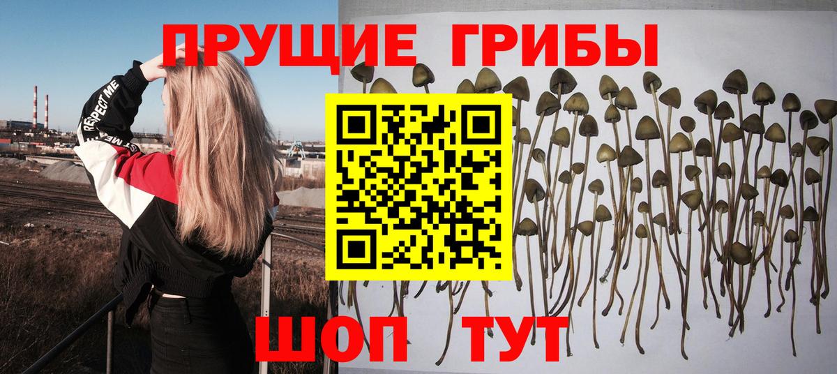 Псилоцибиновые грибы Psilocybe Югорск